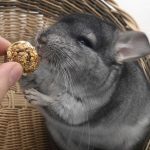 How-To-Cure-Some-Health-Problems-of-Your-Pet-Chinchilla-696×602