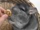How To Cure Some Health Problems of Your Pet Chinchilla