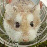 How-To-Discipline-Your-Pet-Chinchilla-696×602