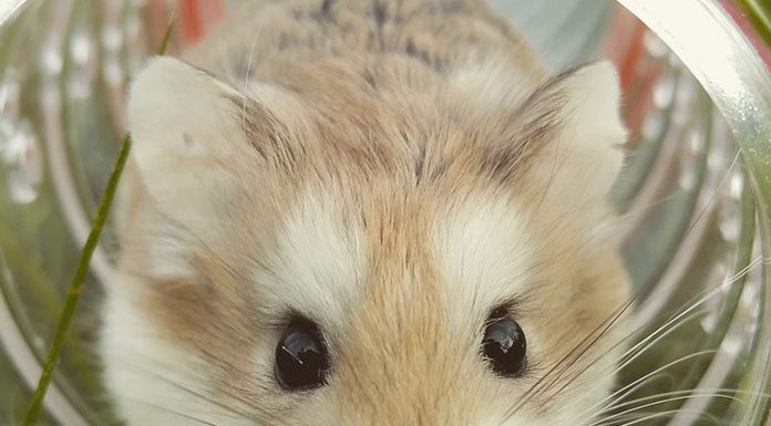 How To Discipline Your Pet Chinchilla