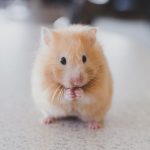 How-To-Find-A-Good-Pet-Sitter-For-Your-Chinchilla-696×602