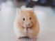 How To Find A Good Pet Sitter For Your Chinchilla