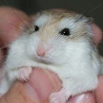 How-To-Get-Your-Chinchilla-To-Trust-You-696×602