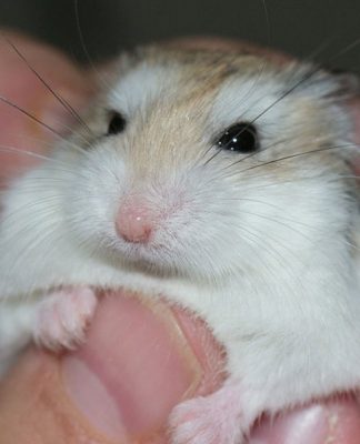 How To Get Your Chinchilla To Trust You