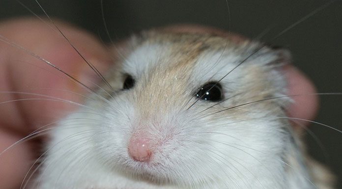 How To Get Your Chinchilla To Trust You