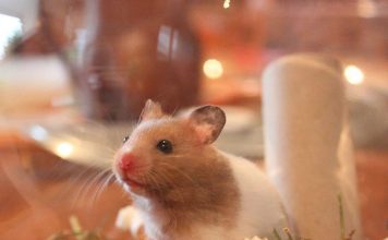 How To Keep Chinchilla Coats Healthy