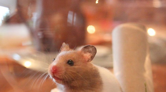 How To Keep Chinchilla Coats Healthy