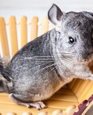 How To Keep Your Chinchilla From Suffering In The Heat