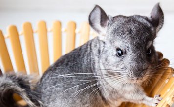 How To Keep Your Chinchilla From Suffering In The Heat