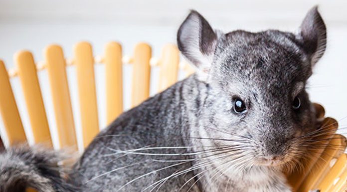 How To Keep Your Chinchilla From Suffering In The Heat