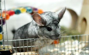 How To Keep Your Chinchilla’s Cage Clean And Safe