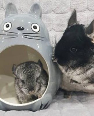 How To Re-home Your Chinchilla