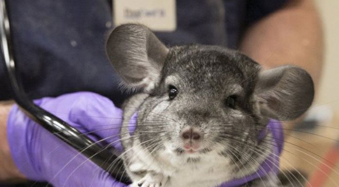 How To Select The Right Vet For Your Chinchilla