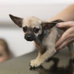 How-much-should-I-feed-my-dog-696×602