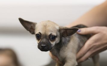 How much should I feed my dog?