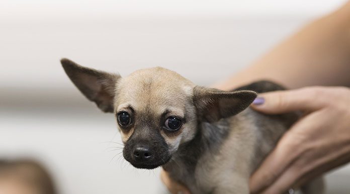 How much should I feed my dog?