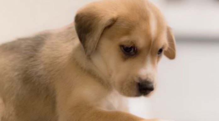 How often should I feed my dog?