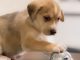How often should I feed my dog?