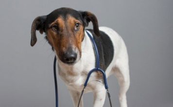 How often should my pet be examined?