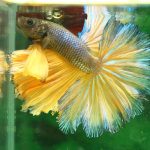 How-to-Care-For-Aquarium-Fish-696×602