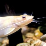 How-to-Care-for-Aquarium-Catfish-696×602