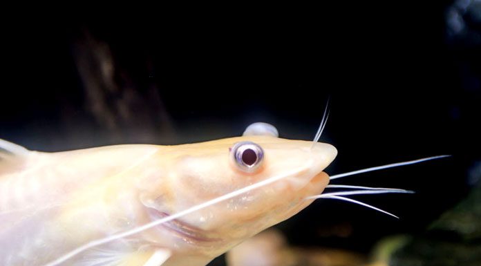 How to Care for Aquarium Catfish
