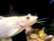 How to Care for Aquarium Catfish