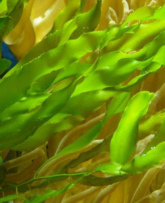 How to Care for Live Aquarium Plants