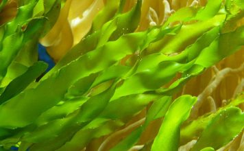 How to Care for Live Aquarium Plants
