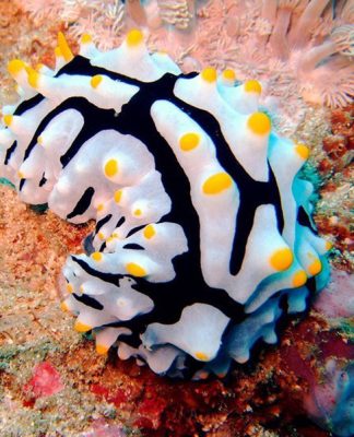 How to Care for and Clean a Saltwater Aquarium