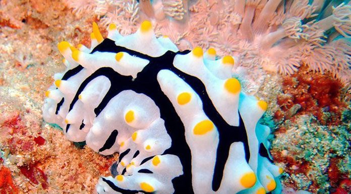 How to Care for and Clean a Saltwater Aquarium