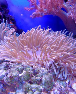 How to Create and Care for a Coral Aquarium