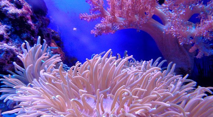 How to Create and Care for a Coral Aquarium