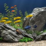 How-to-Safely-Change-the-Water-in-Your-Saltwater-Aquarium-696×602