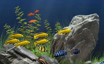 How to Safely Change the Water in Your Saltwater Aquarium