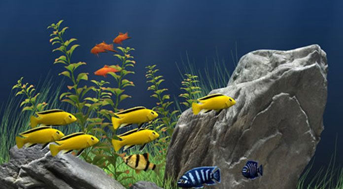 How to Safely Change the Water in Your Saltwater Aquarium
