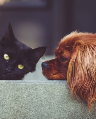 Insurance for Pets