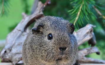 Intestinal Blockages in Pets caused by Foreign Objects