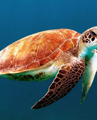 Introducing the Reptiles!