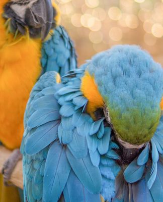 Is Your Pet Bird Losing Feathers?