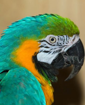 Is my Pet Bird Sick?