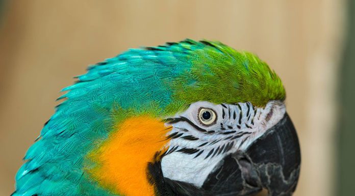 Is my Pet Bird Sick?