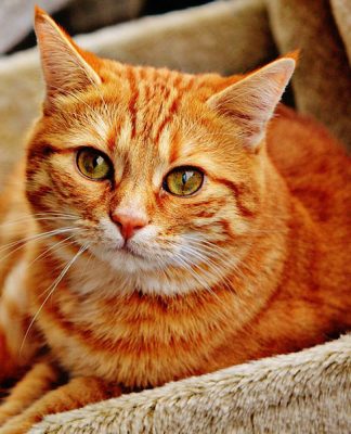 Keeping Cats as Pets