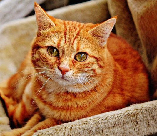 Keeping Cats as Pets