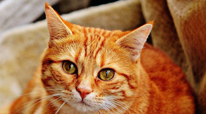 Keeping Cats as Pets