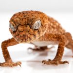 Learning-about-Reptiles-696×602