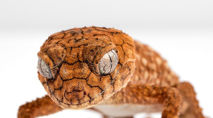 Learning about Reptiles