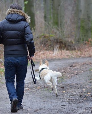 Leash Training for your Pets