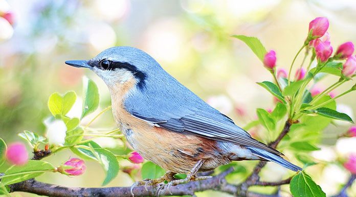 Love Birds? Breeding Pet Birds
