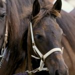 Lunging-Longeing—Part-Four-1